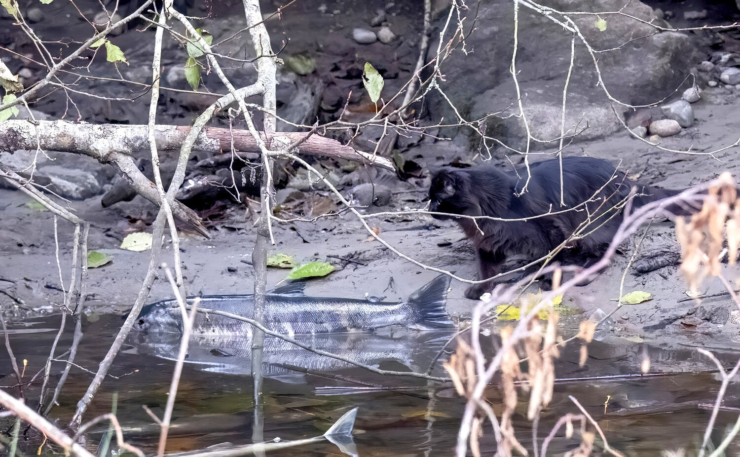 Abella the cat stalks her prey along the banks of Minter Creek.